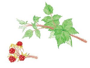 Two illustrations, tight red berry clusters on the end of a hairy stem and a thick, hairy stem with smaller branches containing clusters of fringed leaves.