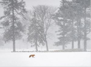 A fox walking in a snow blizzard. 