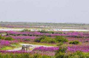 A polar bear walks through a landscape dotted with patches of bright purple flowers.