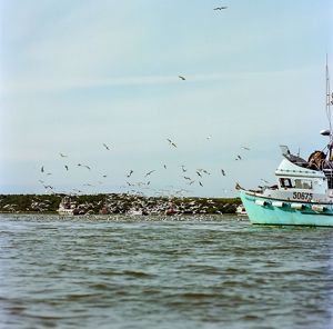 A commercial salmon fishing vessel at work with seagulls on the water.