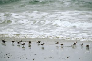 Several small shorebirds stand on a beach at the ocean's edge.