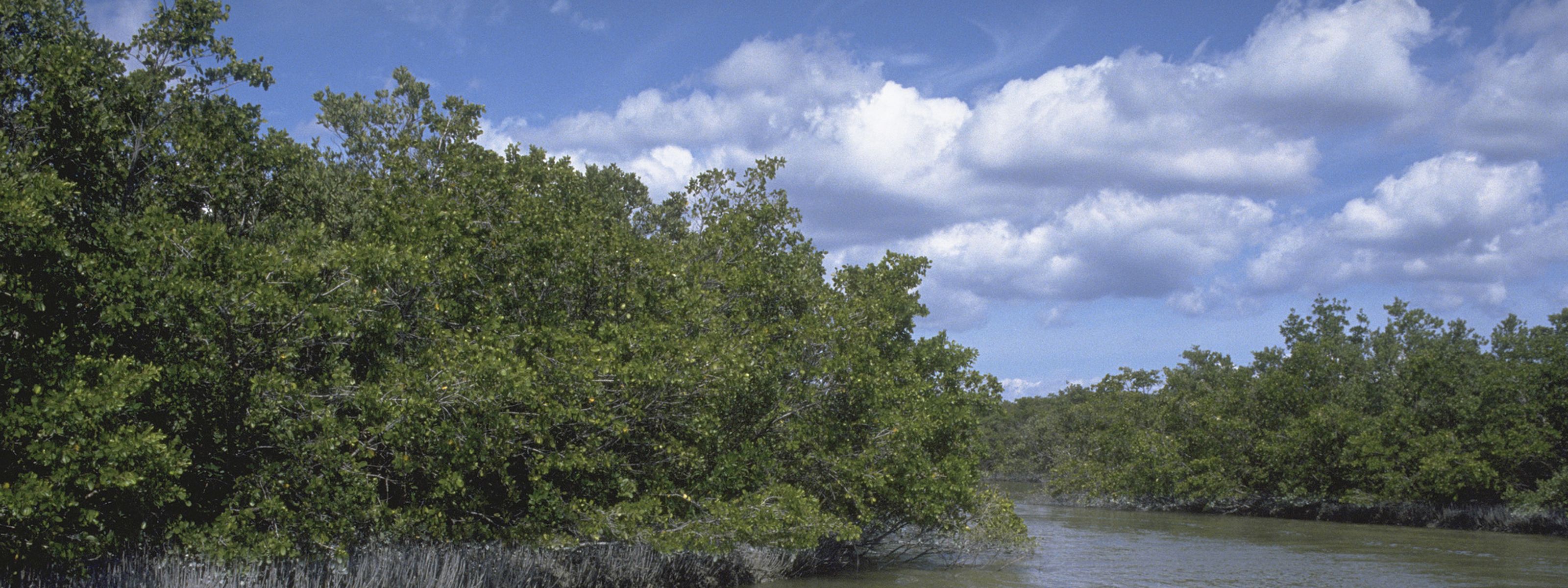 Dense forests of black mangroves grow along the edge of a body of water.