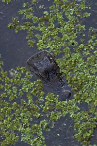 An alligator head in dark water, surrounded by green leaves.