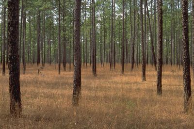Brown grasses grow between tall trees.
