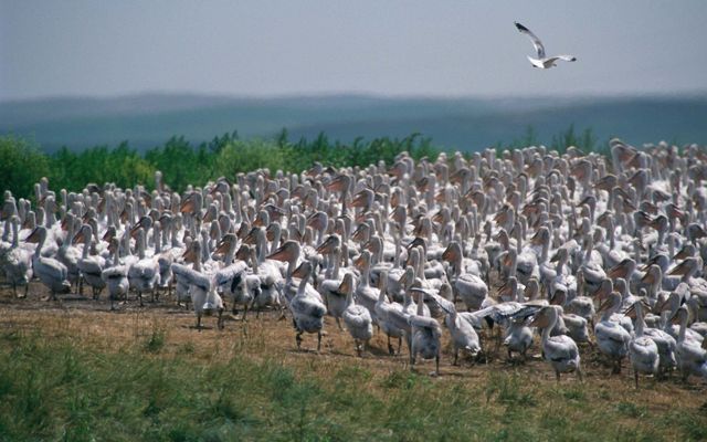 A dense gathering of white pelicans.