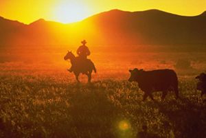 A rancher on a horse herds a cow, backlit by the sunset.