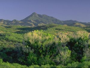 Landscape view of a green riparian corridor in the Patagonia-Sonoita Creek Preserve in Arizona, with trees in the foreground and mountains in the background.