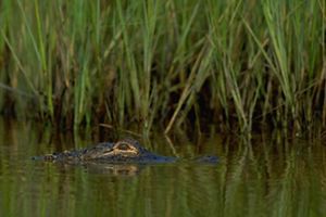 The top of an animal's head breaks through water surrounded by tall green grasses.