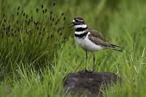 A close up of a shorebird with a white belly and a brown back standing on a rock among grasses. 