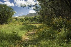 A trail through a lush riparian landscape.