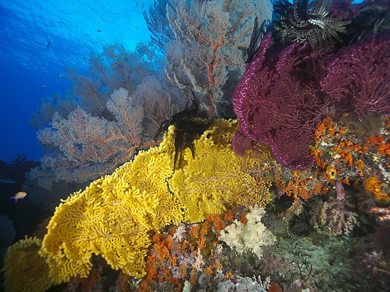 Underwater view of vibrantly colored fan corals.