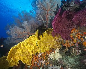 Underwater view of vibrantly colored fan corals.