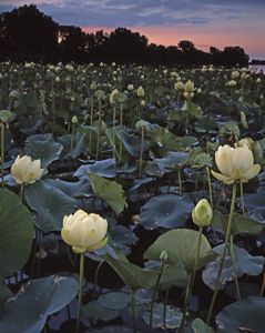 Lotus flowers on lake. 