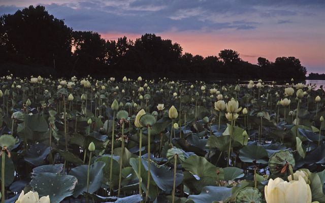 The sun sets over Erie Marsh, Michigan. The area is filled with the tall white blossoms of the American lotus. 