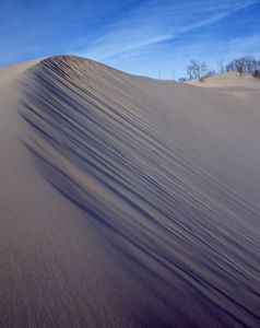 The crest of a steep, windswept sandy dune is the focus of the image. In the background, a blue sky and sparse, bare trees can be seen growing out of the sand.