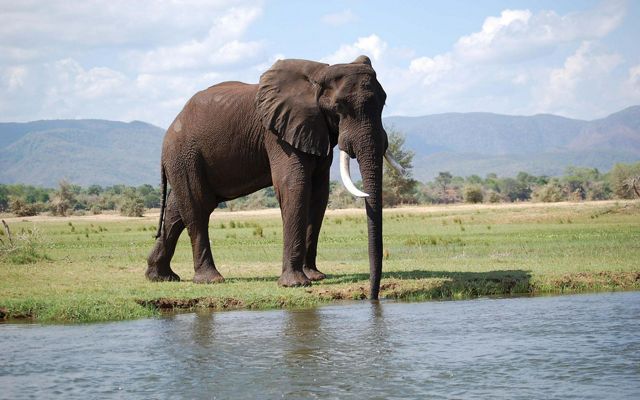 A large African elephant stands at the edge of a river.