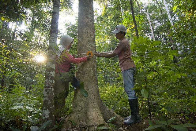 Two workers use a tape measure to measure the circumference of a tree trunk in a lush forest.