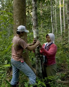 measuring trees