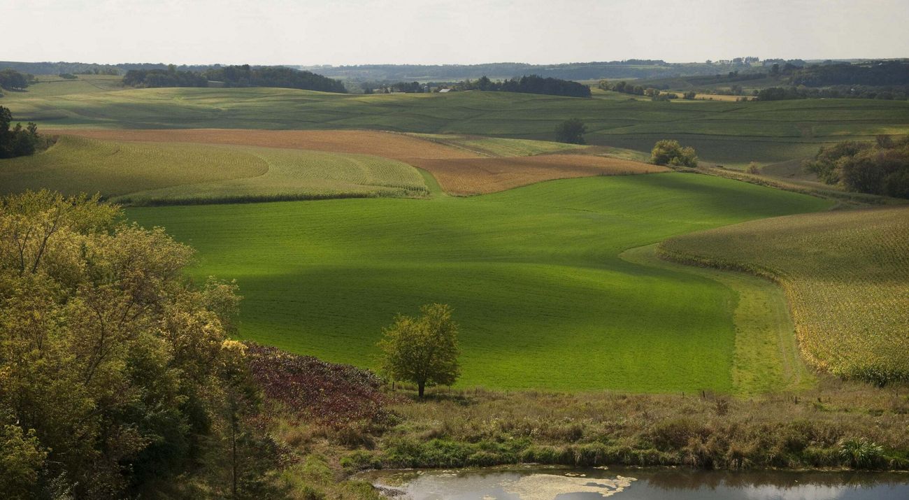 A green pasture.