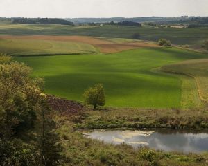 a green pasture.