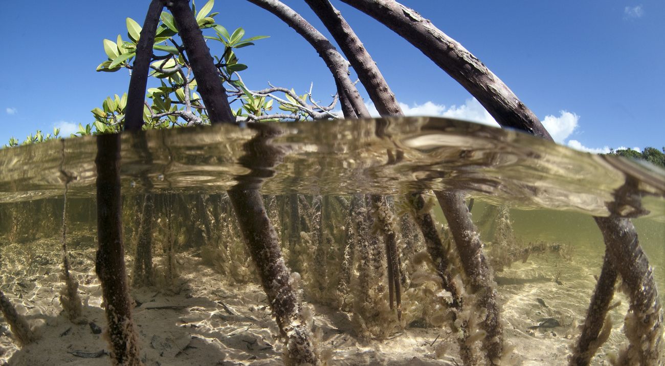 Underwater view of mangrove roots.