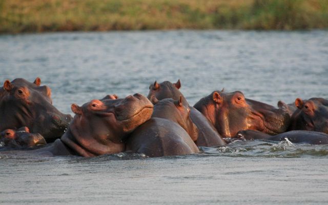 A group of hippos crowd together in a river.