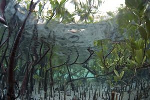 an underwater image of mangroves.