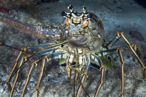 a close up of a spiny lobster.