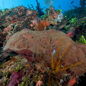 Una esponja oreja de elefante en el fondo submarino del Parque Nacional del Este,  República Dominicana.