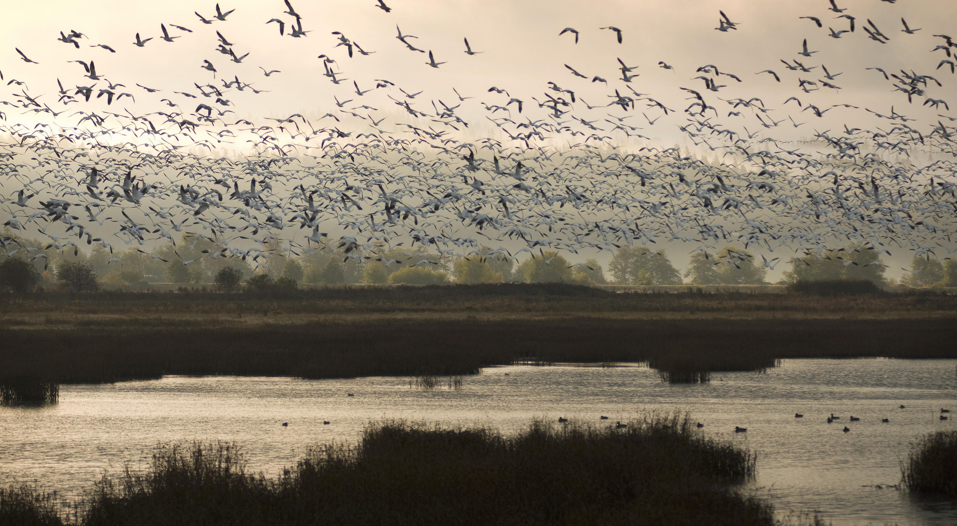Hundreds of birds take flight over a foggy marsh in Washington