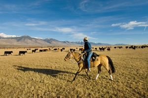 A man rides a horse through a field with grazing cattle.