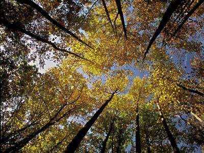 Fall color canopy viewed from below.