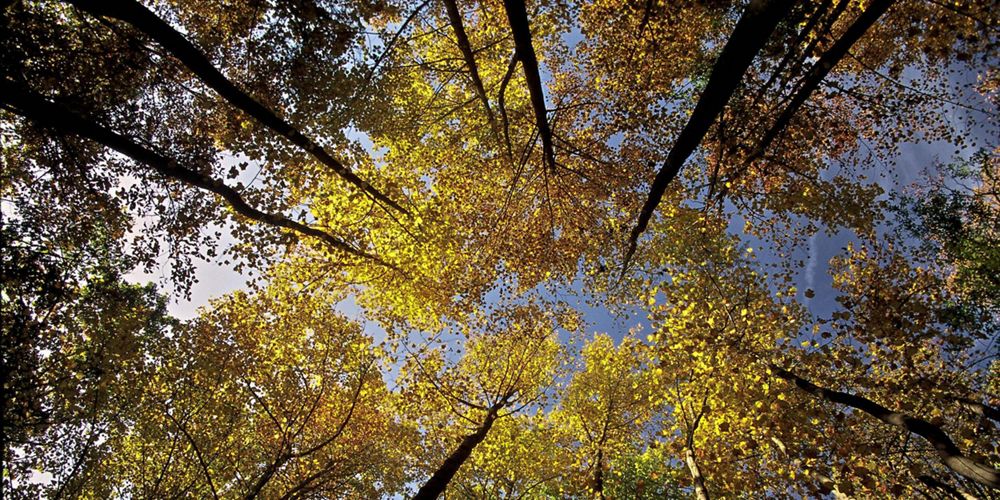 A canopy of tall trees frame a blue sky.