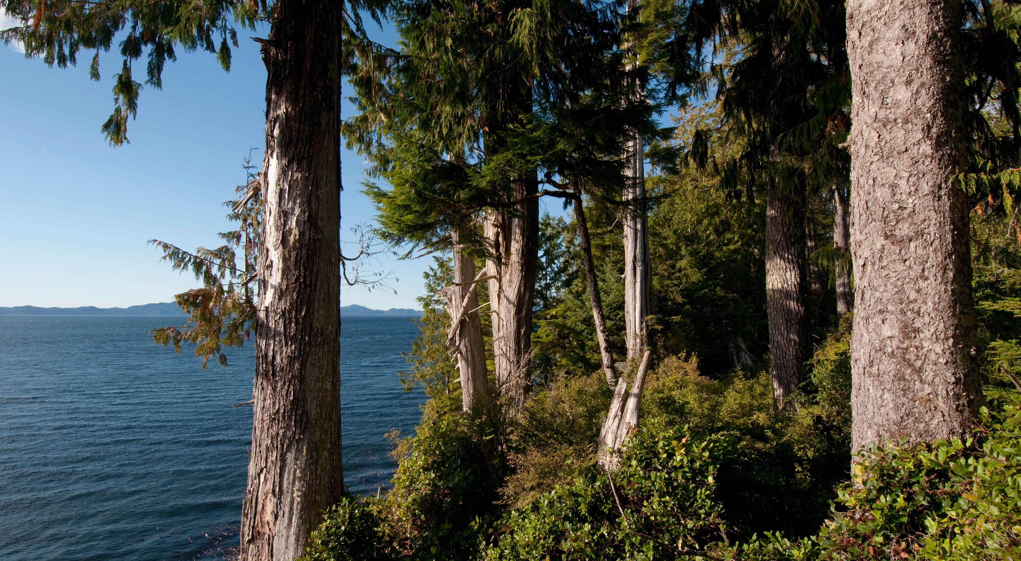 trees along the coast in british columbia