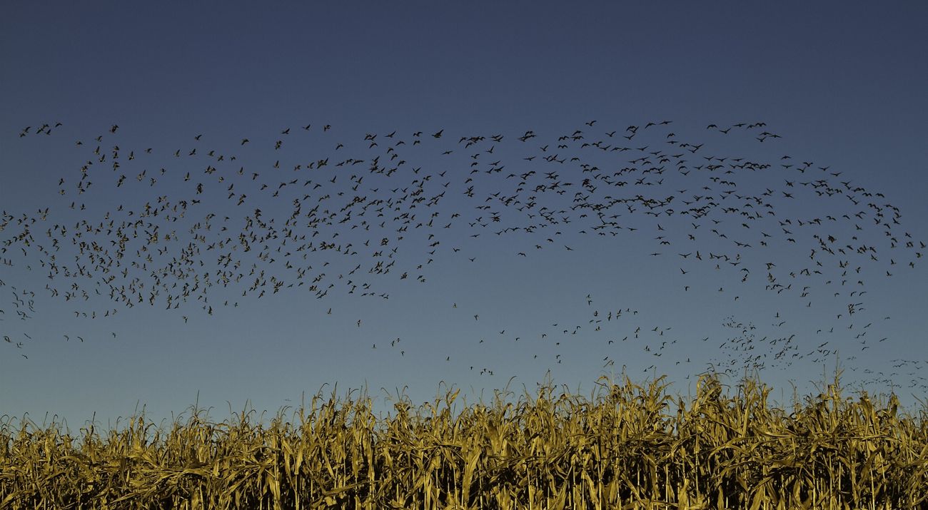 Migratory birds flock above corn fields on Staten Island.