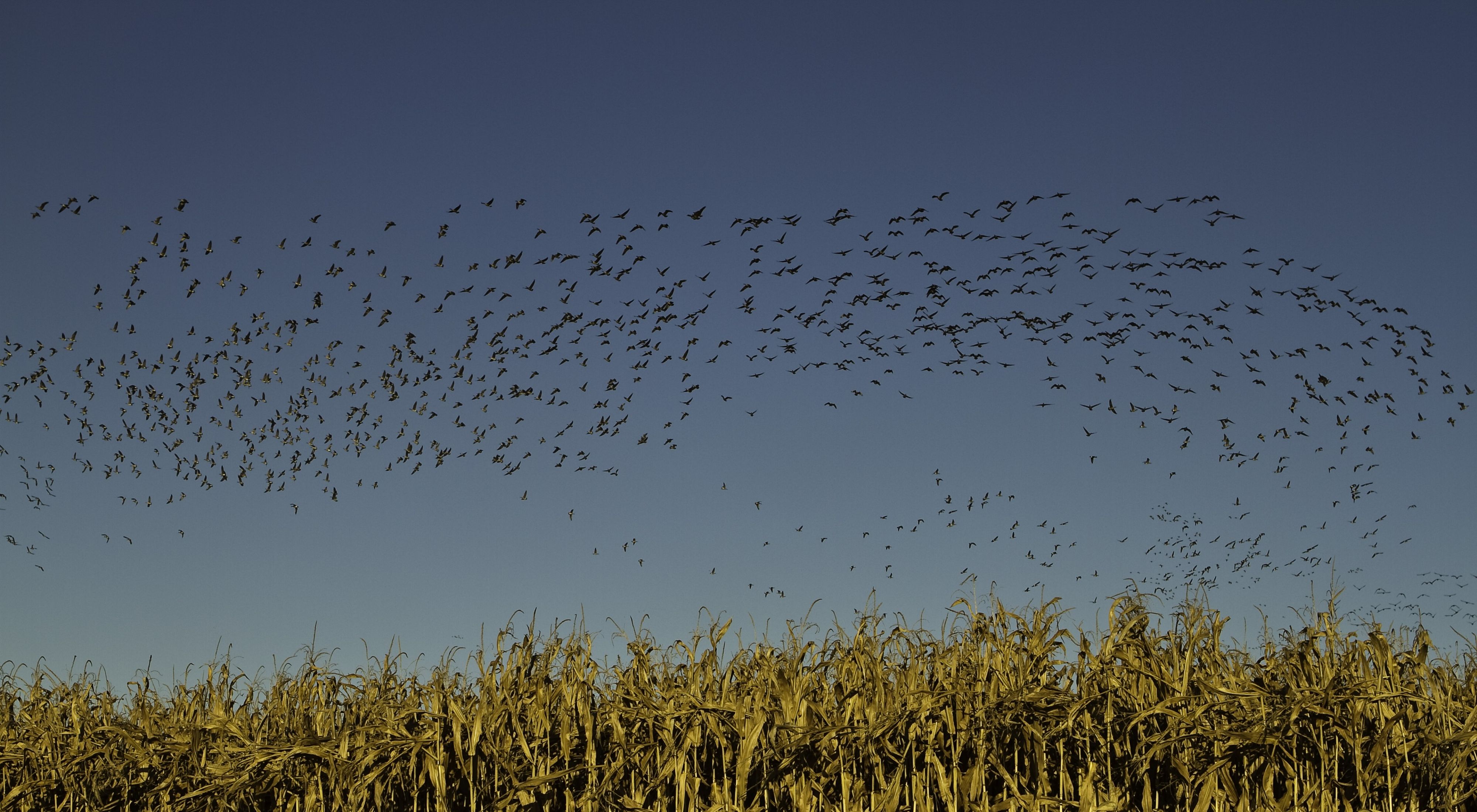 Migratory birds flock above corn fields on Staten Island.  