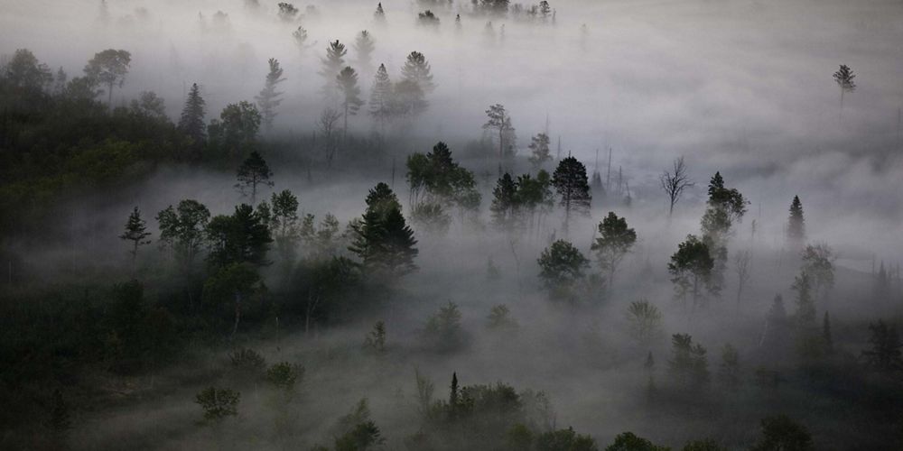 Fog hovers over a forest.