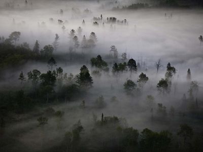 Aerial view of fog over a forest.