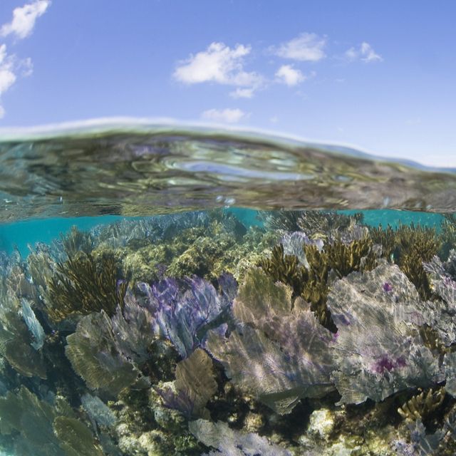 Gorgonian corals glisten underwater with a blue sky above in Belize.