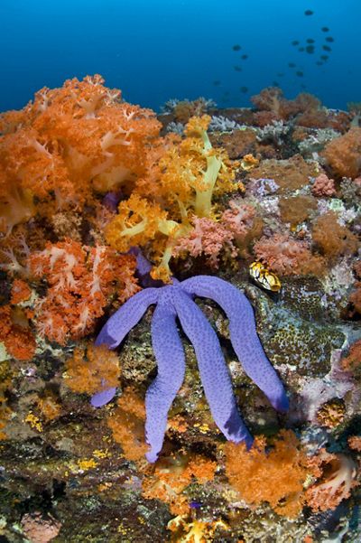Underwater view of a blue seastar clinging to a vibrantly colored coral reef.