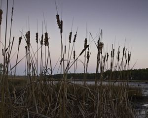 Tall marsh grasses grow along a calm waterway.