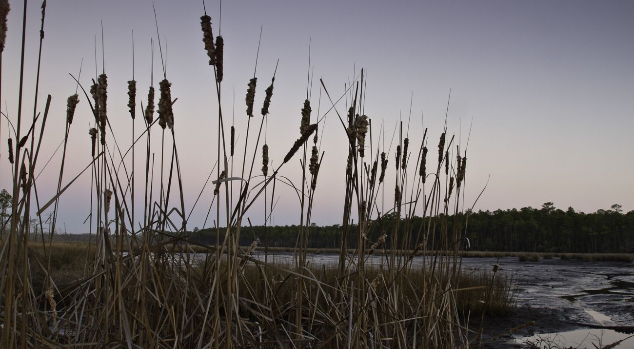 Tall grasses grow in a marshy landscape.