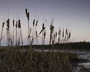 Wetlands surround tall grasses reaching to an evening sky.