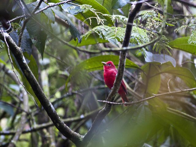 Summer Tanager (Piranga rubra) in Colombia.