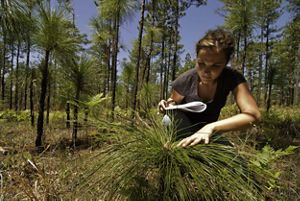 A woman inspects a plant growing in a sparse forest.