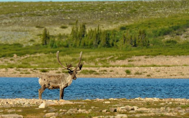 A caribou standing next to a lake.