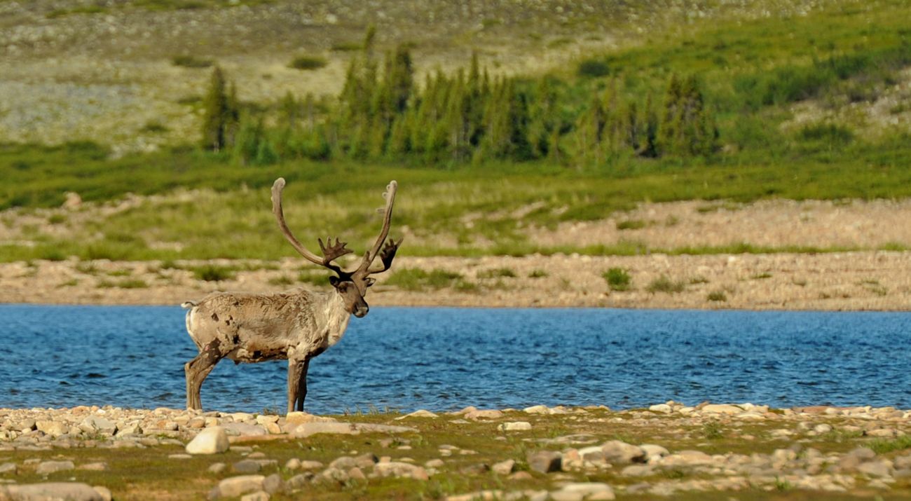 Woodland Caribou