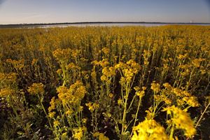 A vast field of yellow wildflowers stretches toward a body of water in the far distance.