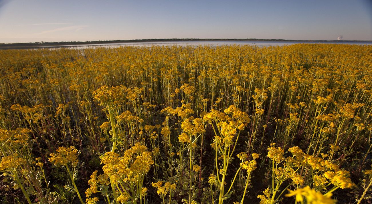 Wildflowers next to wetlands at Emiquon Preserve.