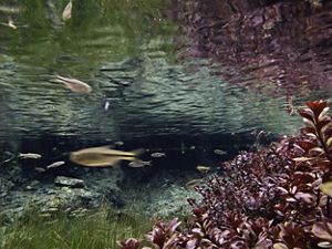 Underwater view of fish swimming in a creek.